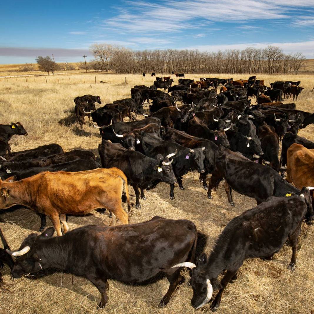 Yüzlerce büyükbaş hayvan için öldürülme kararı çıktı! İtlaf kararının gerekçesi hayvanseverleri küplere bindirdi! 1